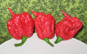 The Carolina Reaper even looks scary.