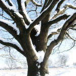 stockvault-tree-with-snow-in-winter131472